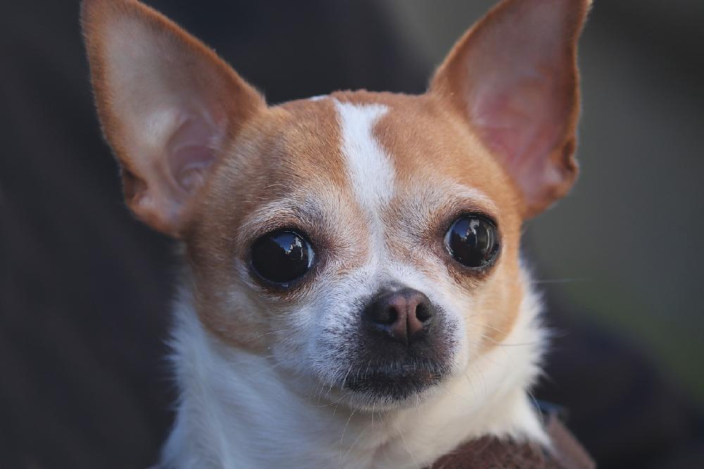 Chihuahua – najlepsza rasa psów do mieszkań