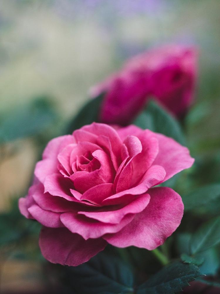Piękne i zawsze modne róże, które warto mieć w swoim ogrodzie.